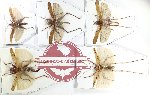 Scientific lot no. 59 Orthoptera (5 pcs)