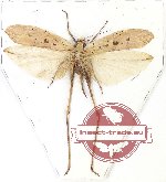 Tettigoniidae sp. 27 (A2)