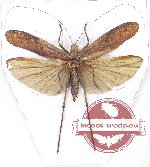 Tettigoniidae sp. 26 (A2)