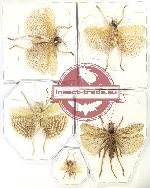 Scientific lot no. 60 Orthoptera (5 pcs A2)