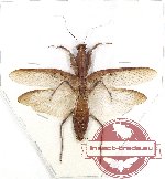 Mantidae sp. 43 (A2)