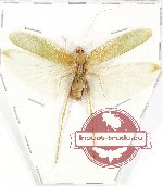 Tettigoniidae sp. 30 (A-)