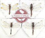 Scientific lot no. 17 Odonata (4 pcs)
