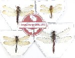 Scientific lot no. 18 Odonata (4 pcs)