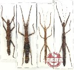 Scientific lot no. 90 Phasmidae (4 pcs A, A-, A2)