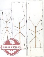 Scientific lot no. 43 Phasmidae (3 pcs A2)