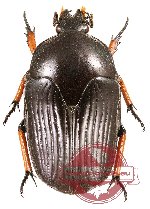 Morokia bennigseni (A2)