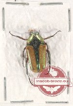 Lomaptera mapia Jákl, 2020 Lomaptera mapia Jákl, 2020