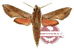 Hippotion rosea