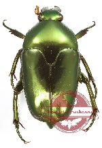 Lomaptera doreica (A2)
