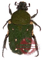 Glycyphana (Glycyphaniola) parvula (A2)