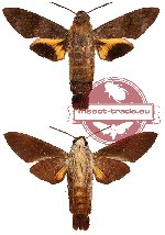 Macroglossum corytus