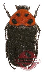 Glycyphana (s.str.) macquart macquart (A2)