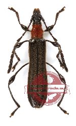 Kurarua shibatai Hayashi, 1979