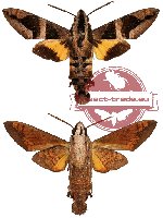 Macroglossum mitchelli