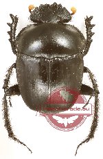 Scarabaeus sp. 2 (A-)