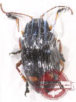 Promechus sp. 3 (A-)