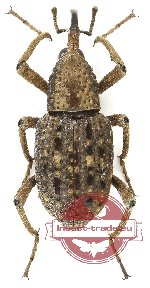 Sipalinus gigas granulatus