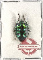 Eucorysses sp. 1 (A2)