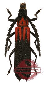 Erythrus sp. 11