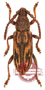 Pachylocerus sp. 1