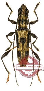 Polyphida lombokiana Vives, 2013 (5 pcs) Polyphida lombokiana Vives, 2013 (5 pcs)