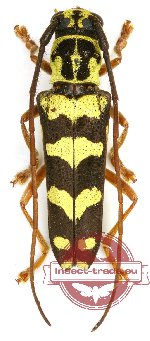 Glenea paraornata