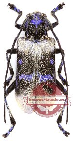 Malloderma pascoei (A2)