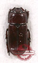 Penichrolucanus leveri Arrow, 1930 (5 pcs)