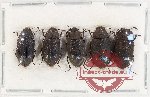 Scientific lot no. 493 Tenebrionidae (5 pcs)