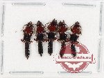 Scientific lot no. 171 Staphylinidae (5 pcs)