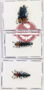 Scientific lot no. 39 Languridae (4 pcs)