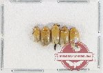 Scientific lot no. 622 Chrysomelidae (5 pcs)