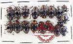 Scientific lot no. 109 Endomychidae (Encymon sp.) (18 pcs)
