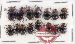 Scientific lot no. 108 Endomychidae (Encymon sp.) (15 pcs)