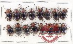 Scientific lot no. 107 Endomychidae (Encymon sp.) (16 pcs)