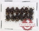 Scientific lot no. 110 Endomychidae (Encymon sp.) (12 pcs)
