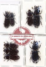 Scientific lot no. 190 Passalidae (8 pcs)