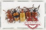Scientific lot no. 626 Chrysomelidae (5 pcs)