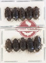 Scientific lot no. 492 Tenebrionidae (10 pcs)