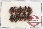 Scientific lot no. 213 Nitidulidae (10 pcs)