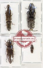 Scientific lot no. 235 Elateridae (4 pcs)