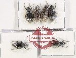 Scientific lot no. 1002 Curculionidae (6 pcs A, A-, A2)