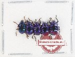 Scientific lot no. 620 Chrysomelidae (5 pcs)