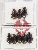 Hybosorinae Scientific lot no. 115 (8 pcs)
