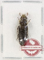 Cleridae sp. 41