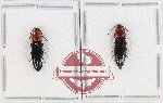 Scientific lot no. 236 Elateridae (2 pcs)