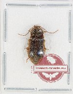 Dymini sp. 2