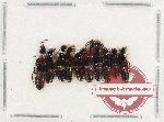 Scientific lot no. 170 Staphylinidae (10 pcs)