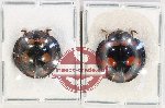 Scientific lot no. 143 Coccinelidae (2 pcs)